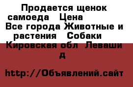 Продается щенок самоеда › Цена ­ 15 000 - Все города Животные и растения » Собаки   . Кировская обл.,Леваши д.